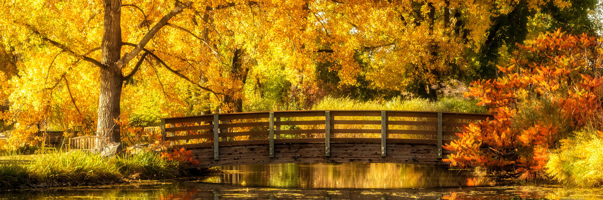 A Hudson Gardens bridge in the fall, viewed from the side