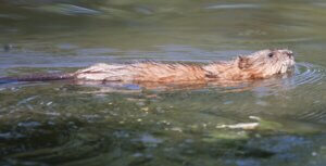 Harry the Muskrat in the the water.