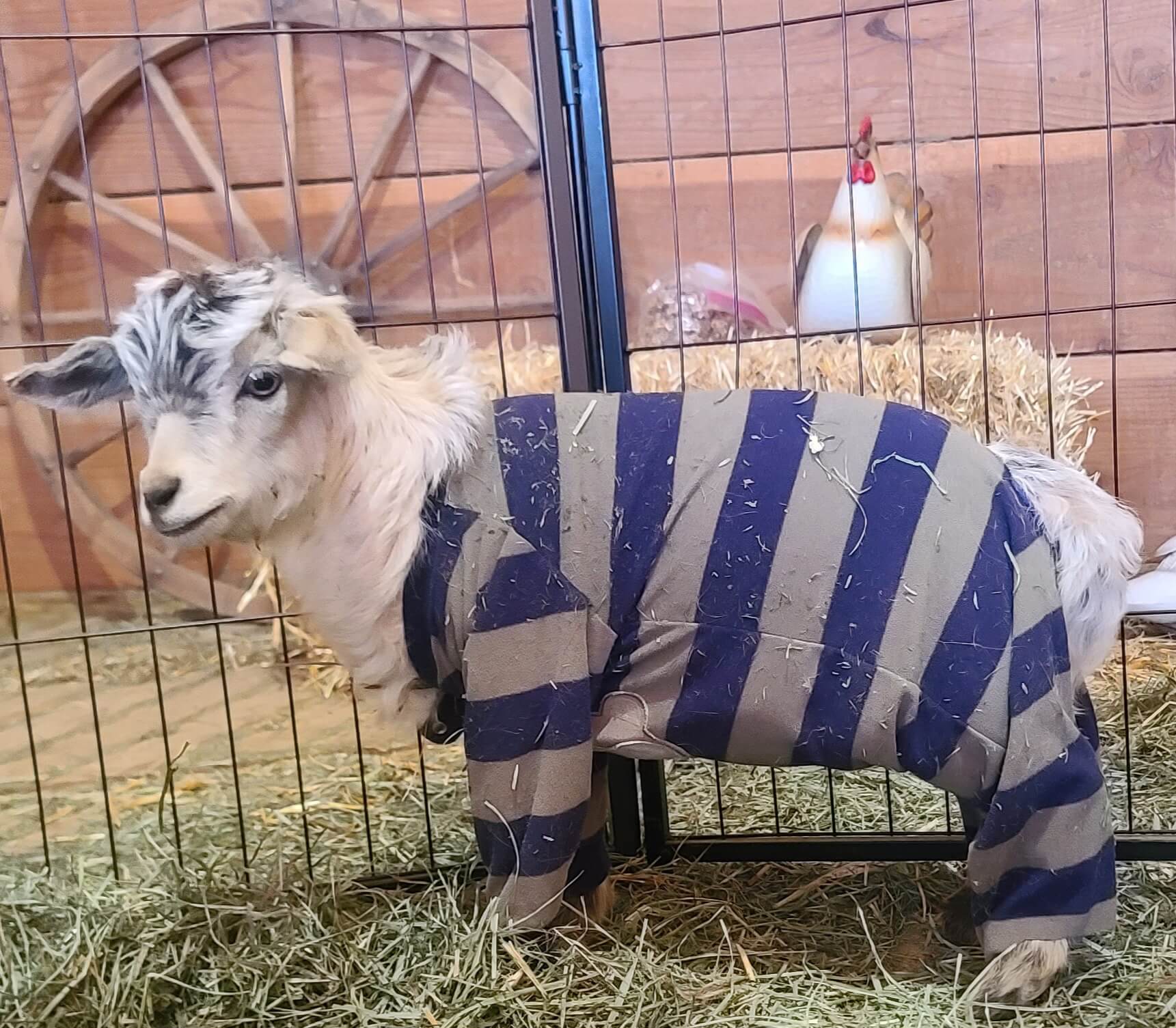 Baby Goat Pajama Party! - The Hudson Gardens & Event Center