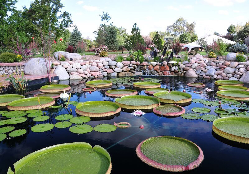 Lily pads