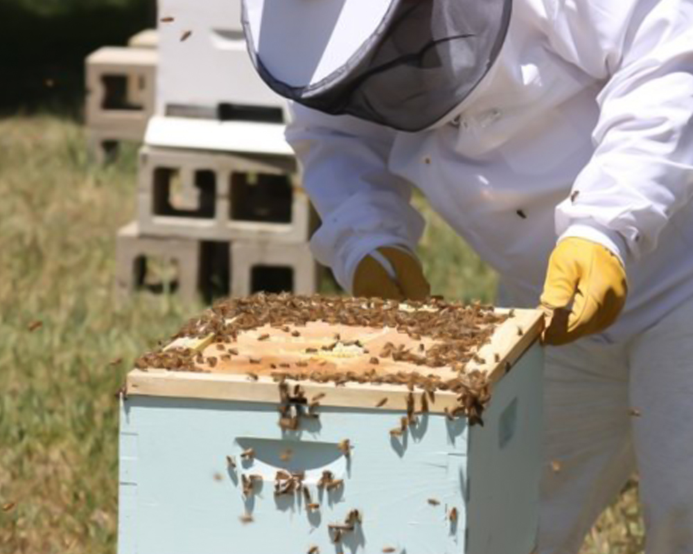 An apiarist