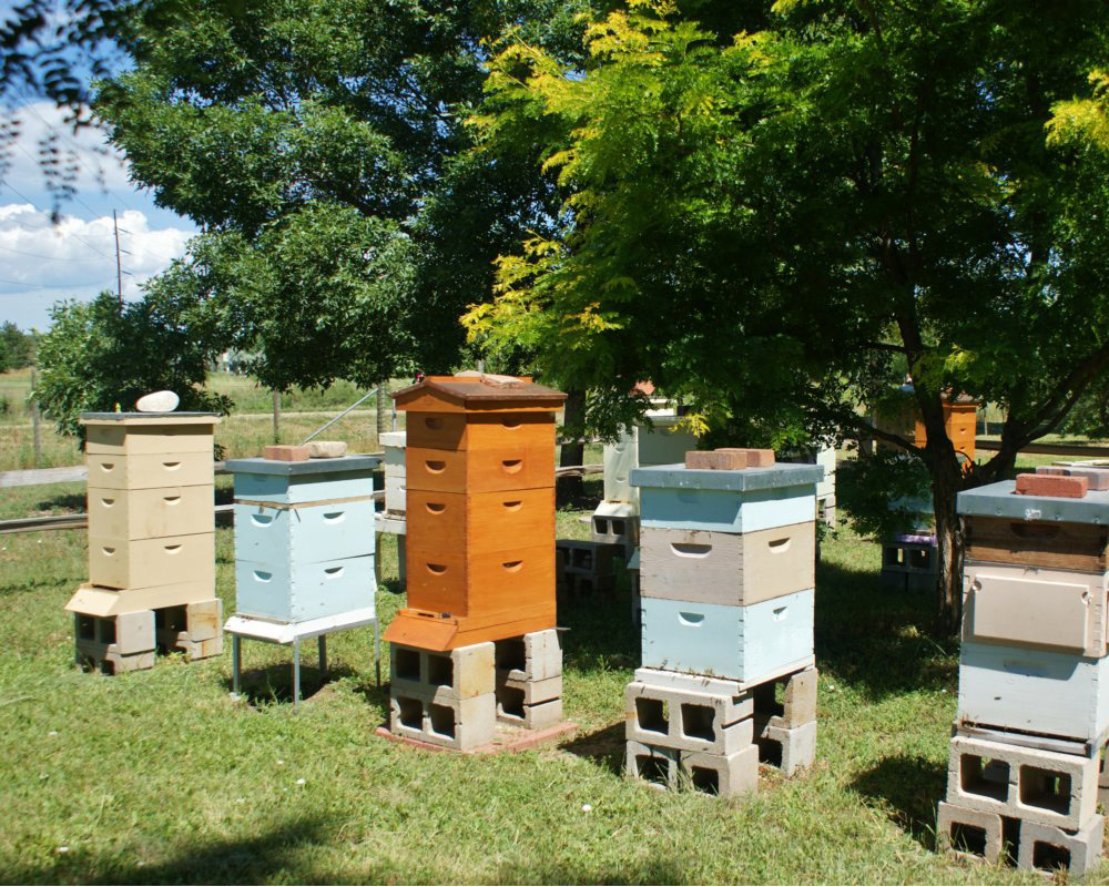 Bee Hives