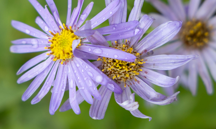 Purple cone flowers