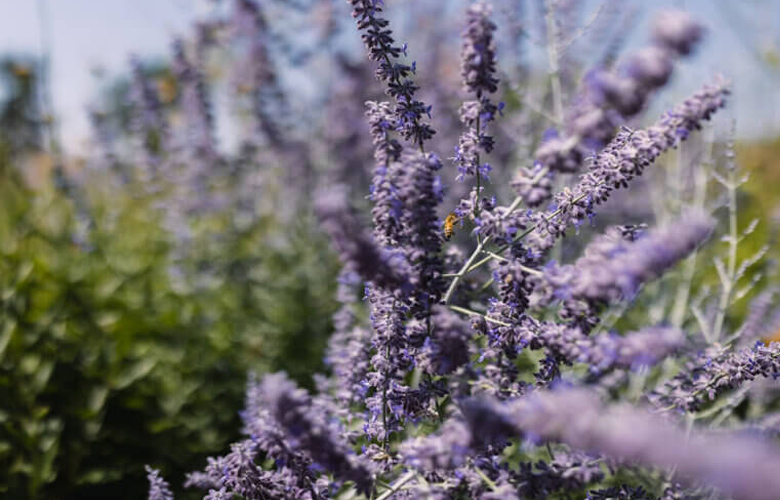 Lavendar