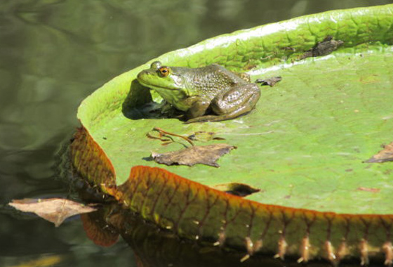 Frog on lily pad