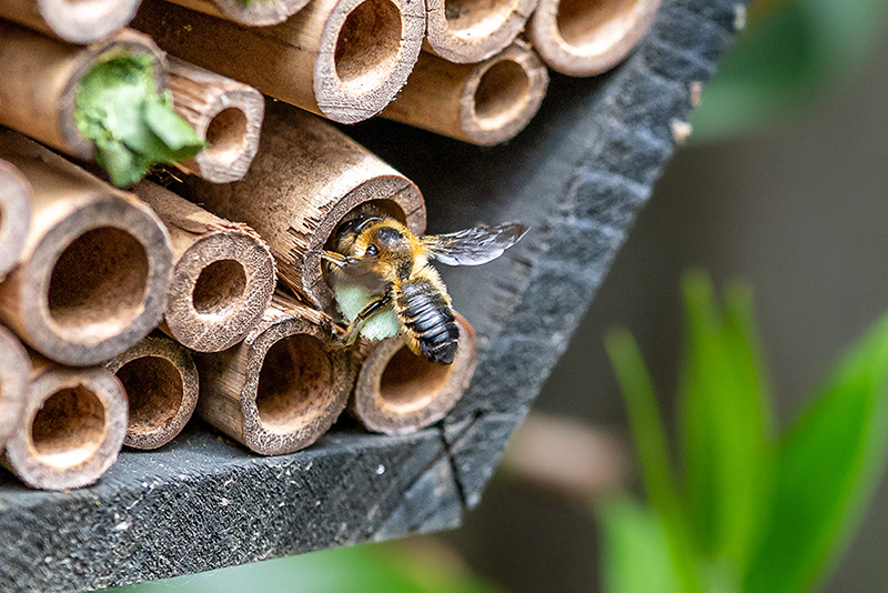 Bee Hotel