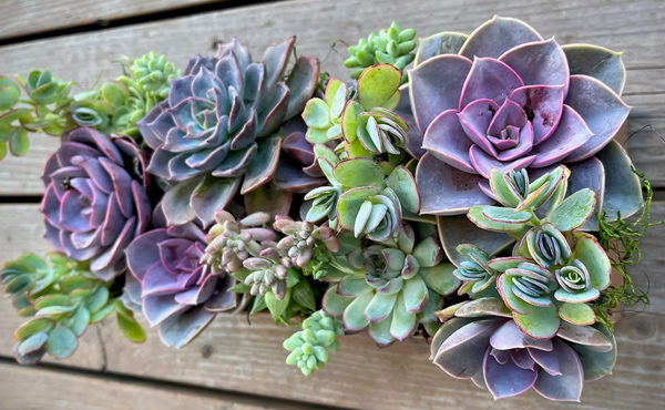Succulents