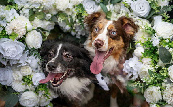 Dogs in flowers
