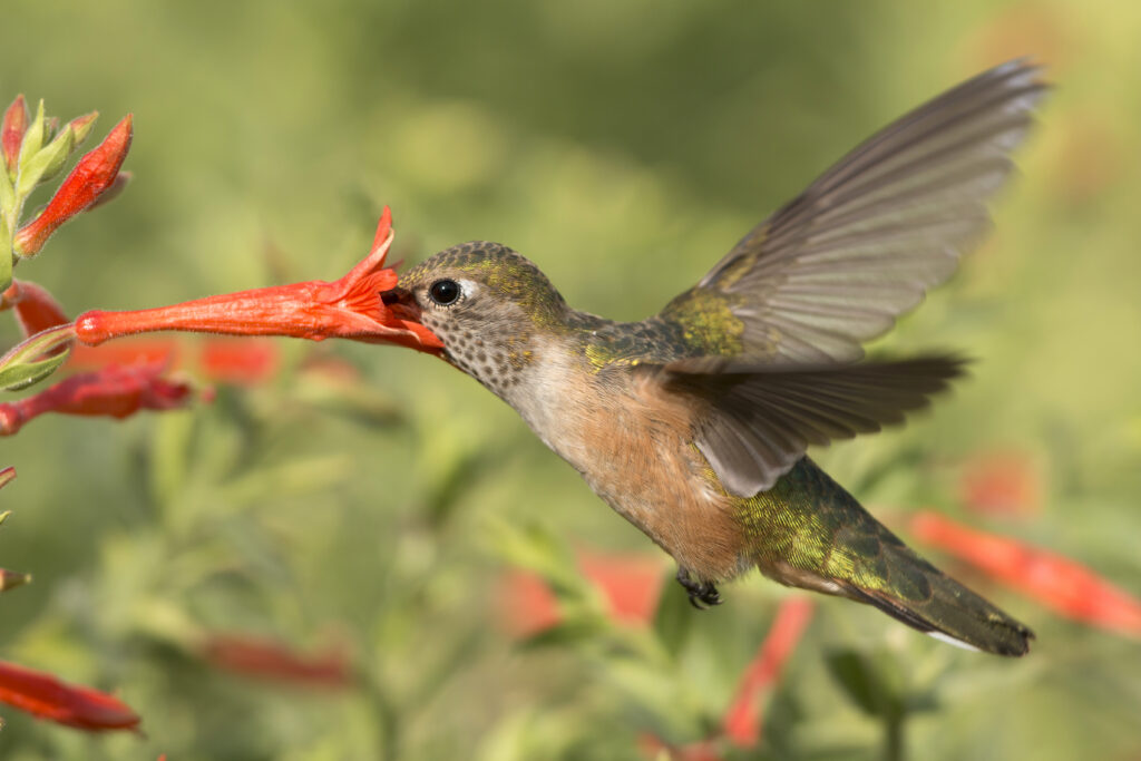 A female broad-tailed humming bird feeds on fire chalice flowers in Chatfield State Park, Littleton, Colorado.