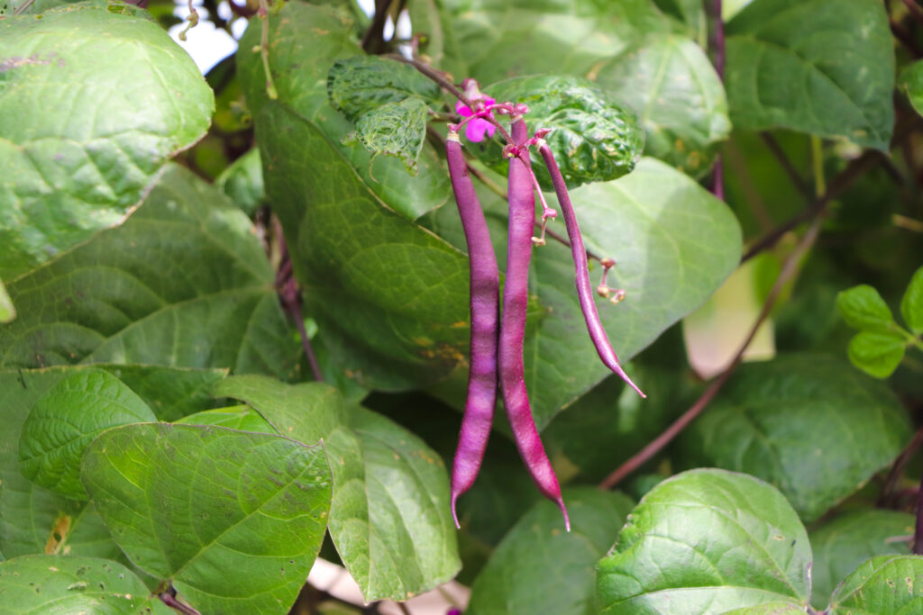 Purple beans growing