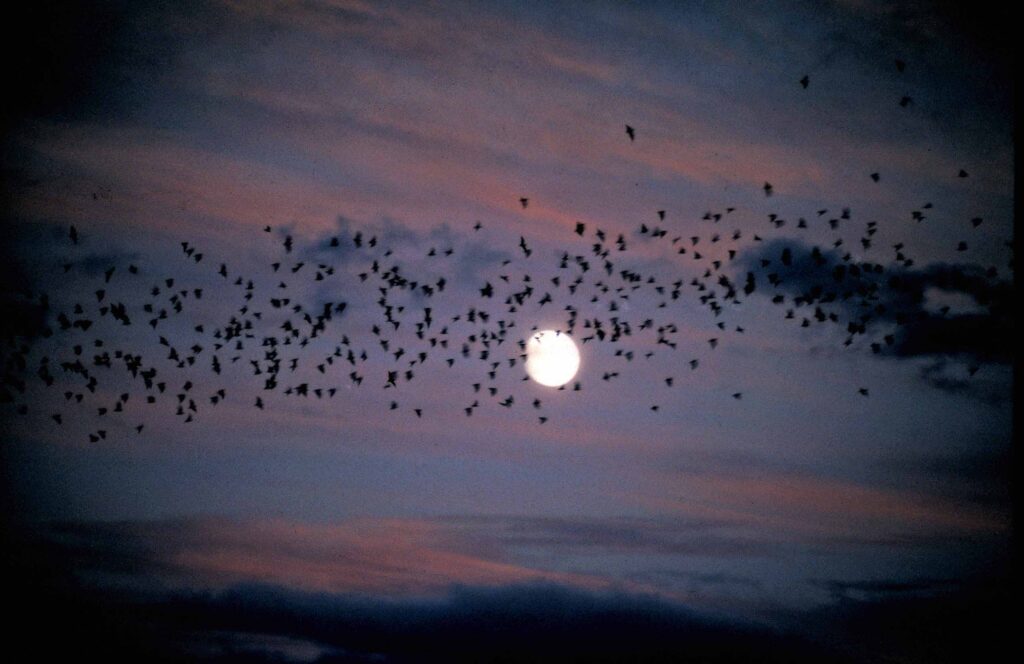 Bats in the night sky