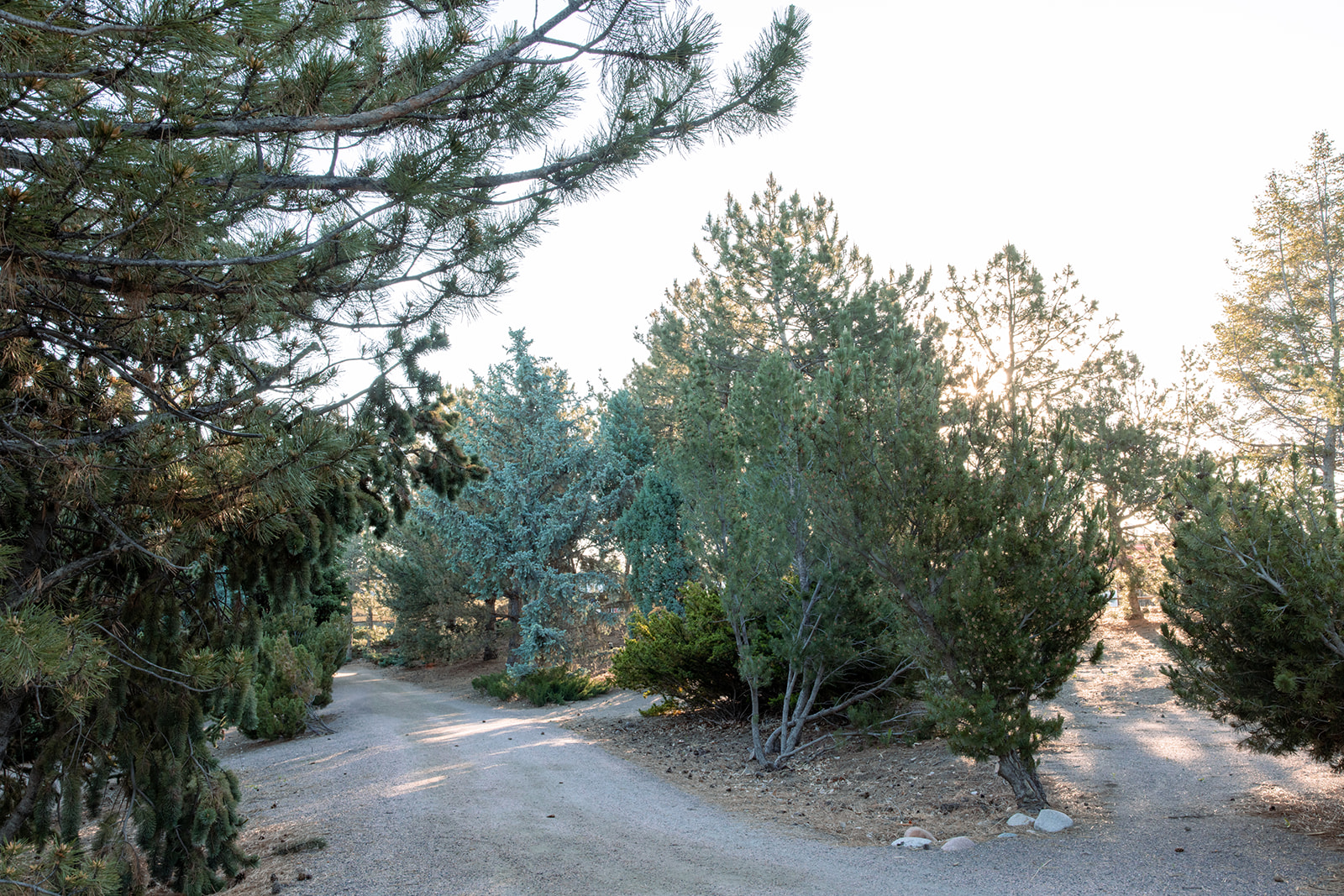 Path with Evergreen Trees