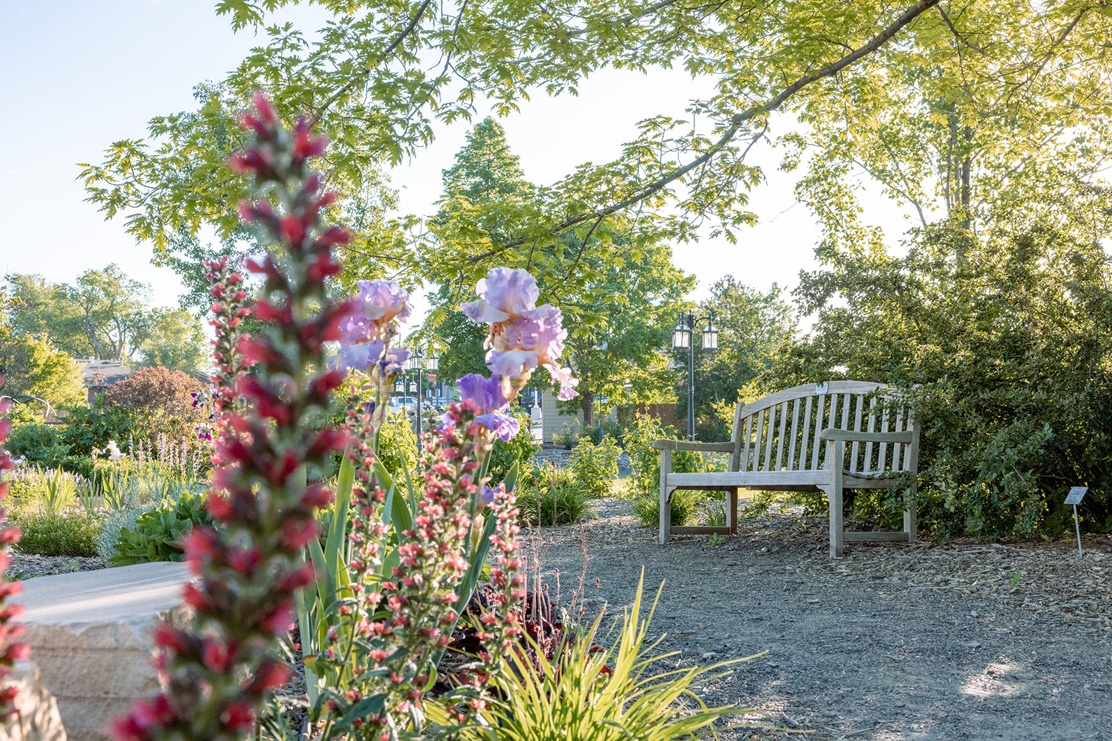 Pink and purple flowers