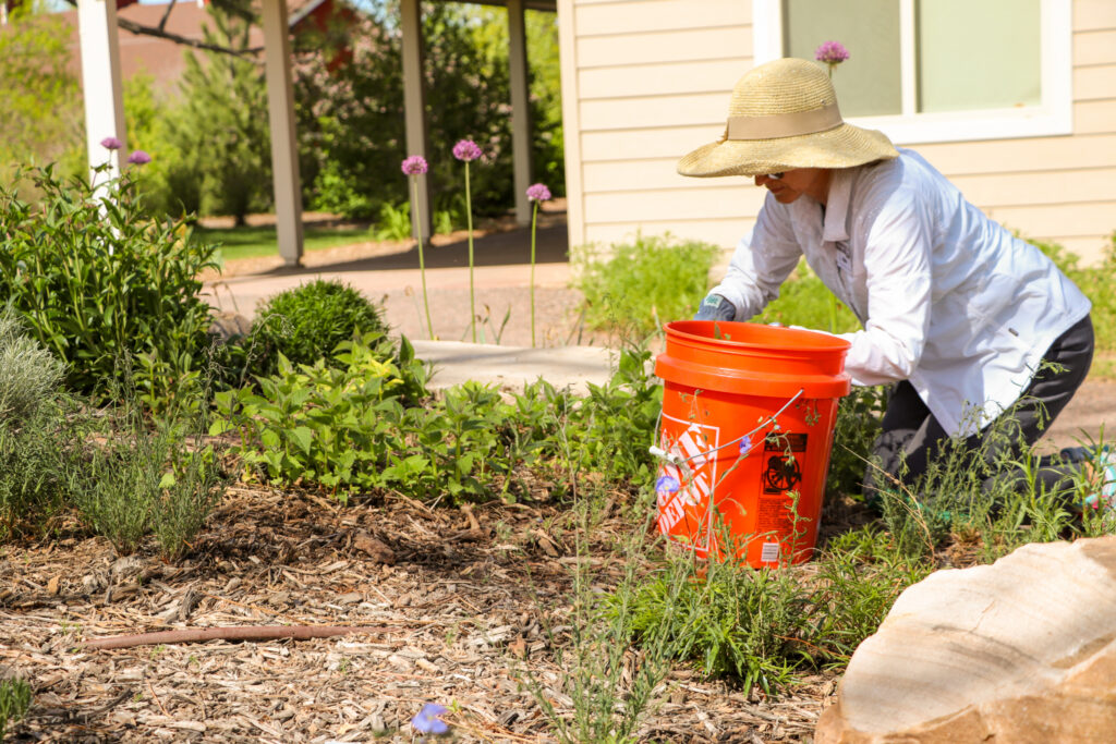Volunteer working in the Colorado Garden