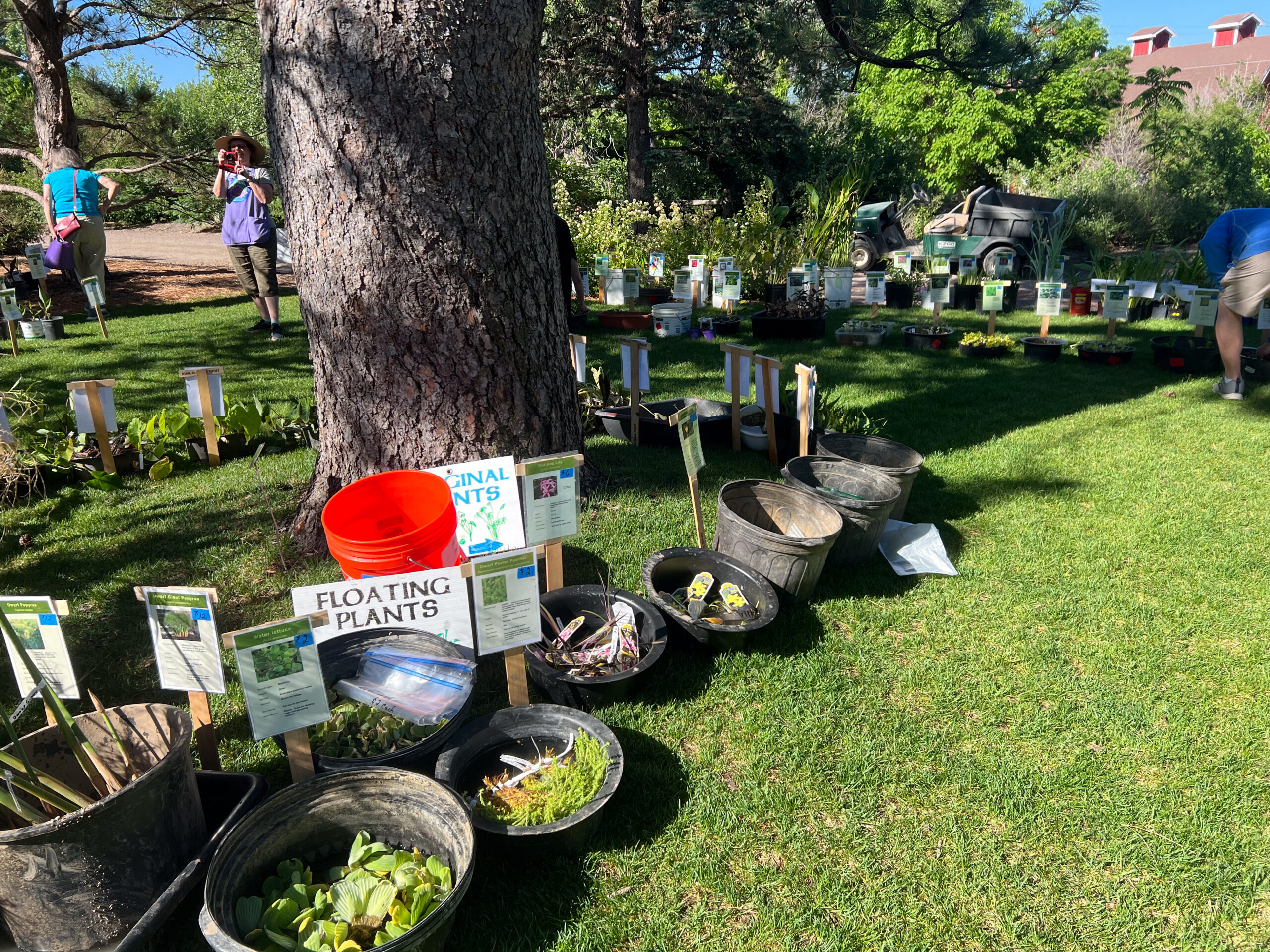 Aquatic plants for sale lined up in containers outside