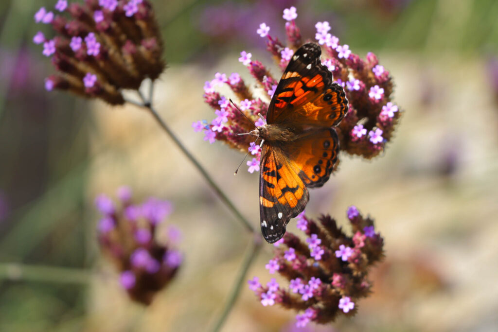 Orange butterfly on a flower