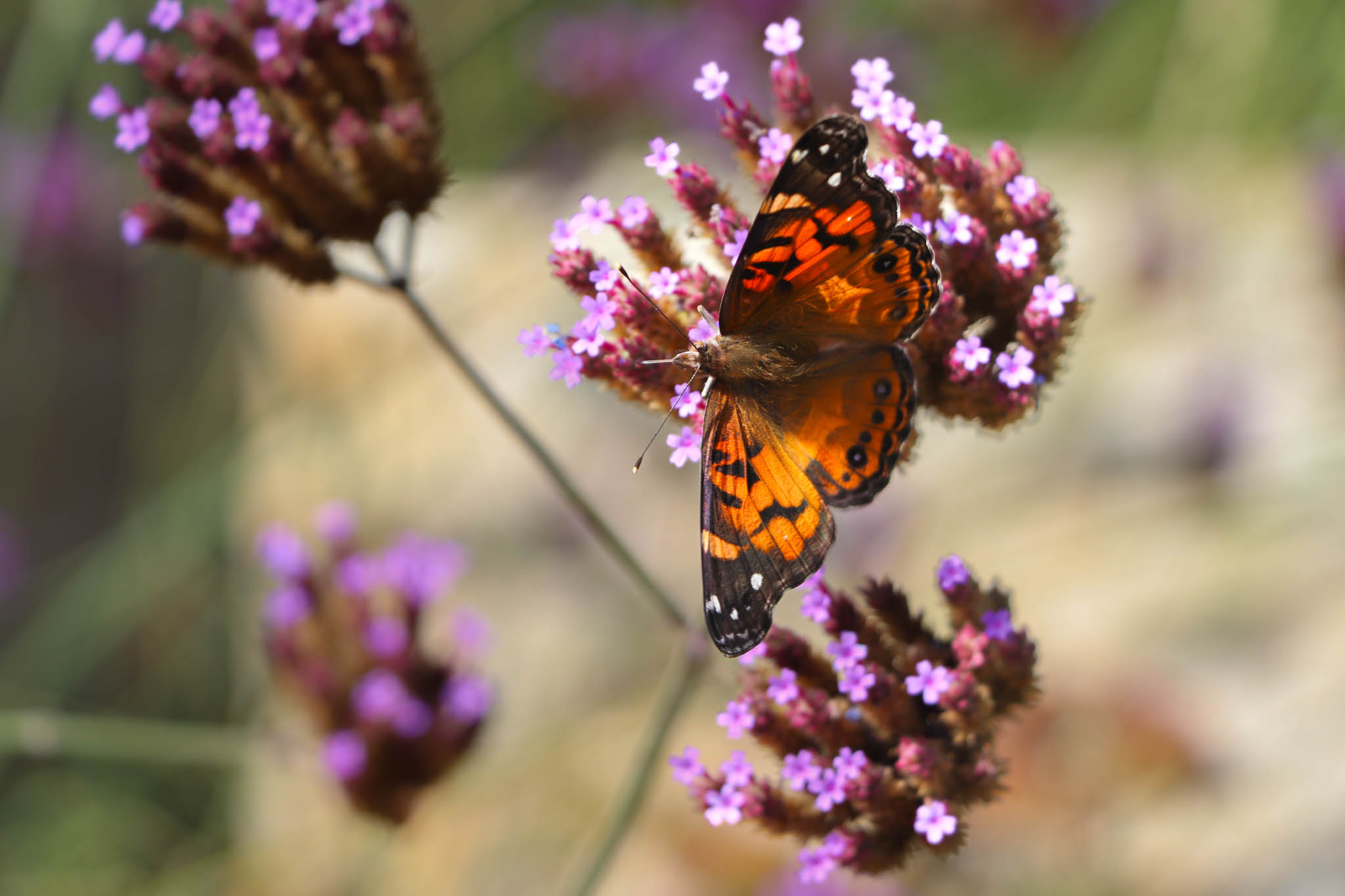 Orange butterfly on a flower