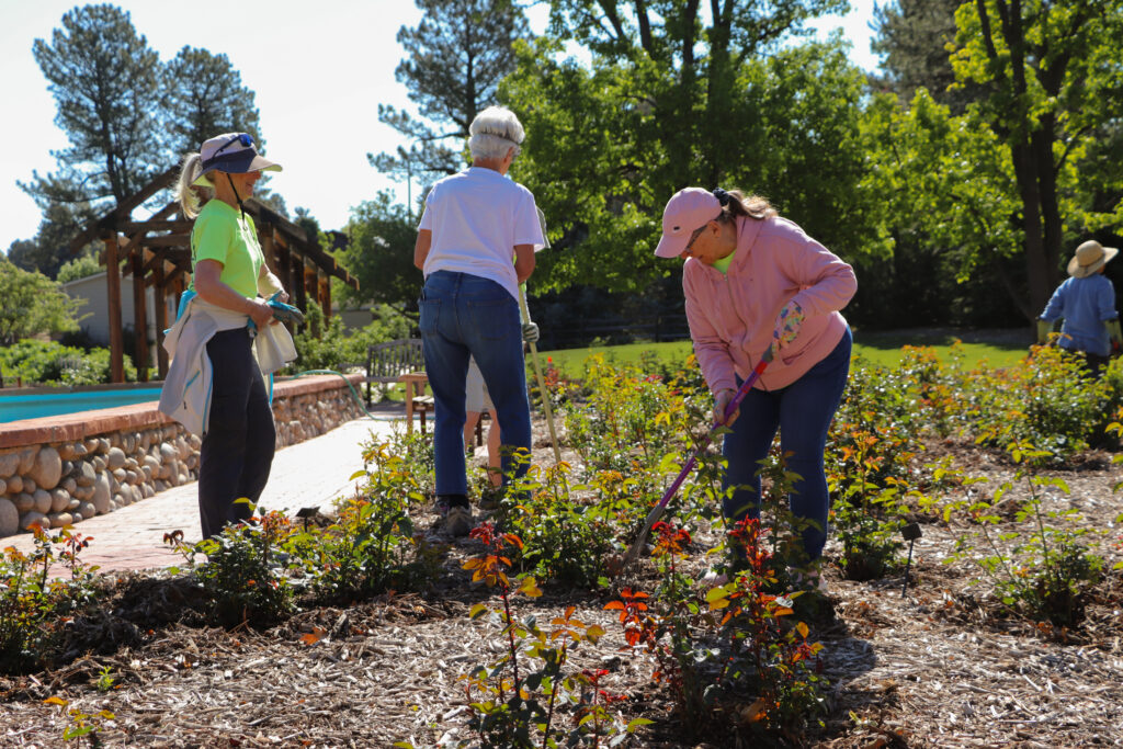 Rose Gardeners working in the Rose Garden