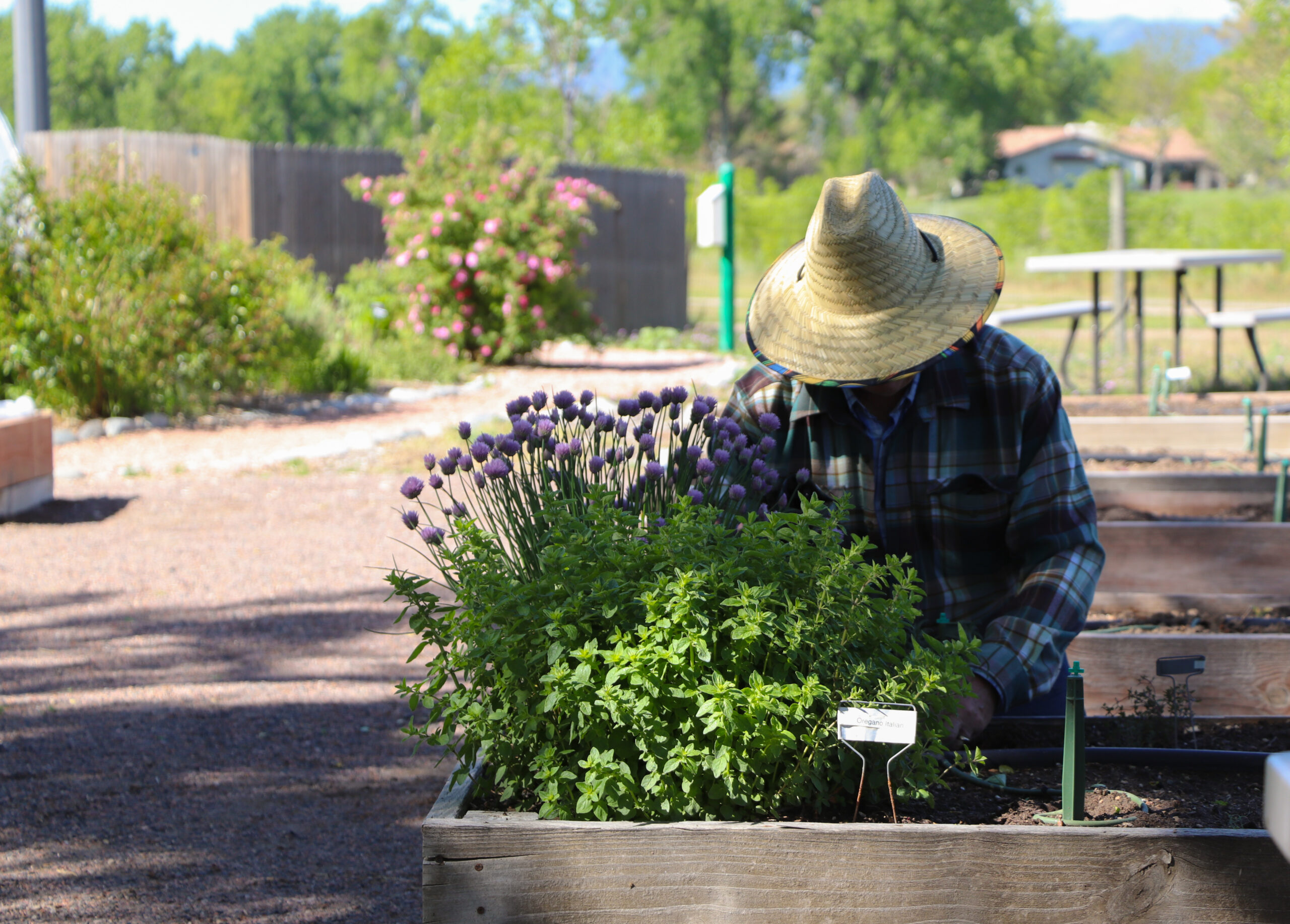 Man in straw hat working in the garden