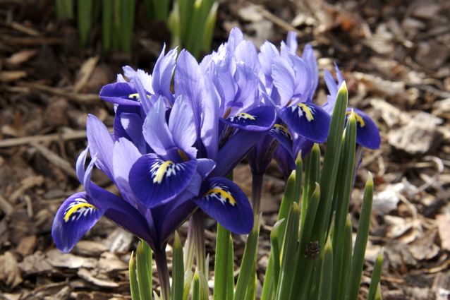 Purple Irises