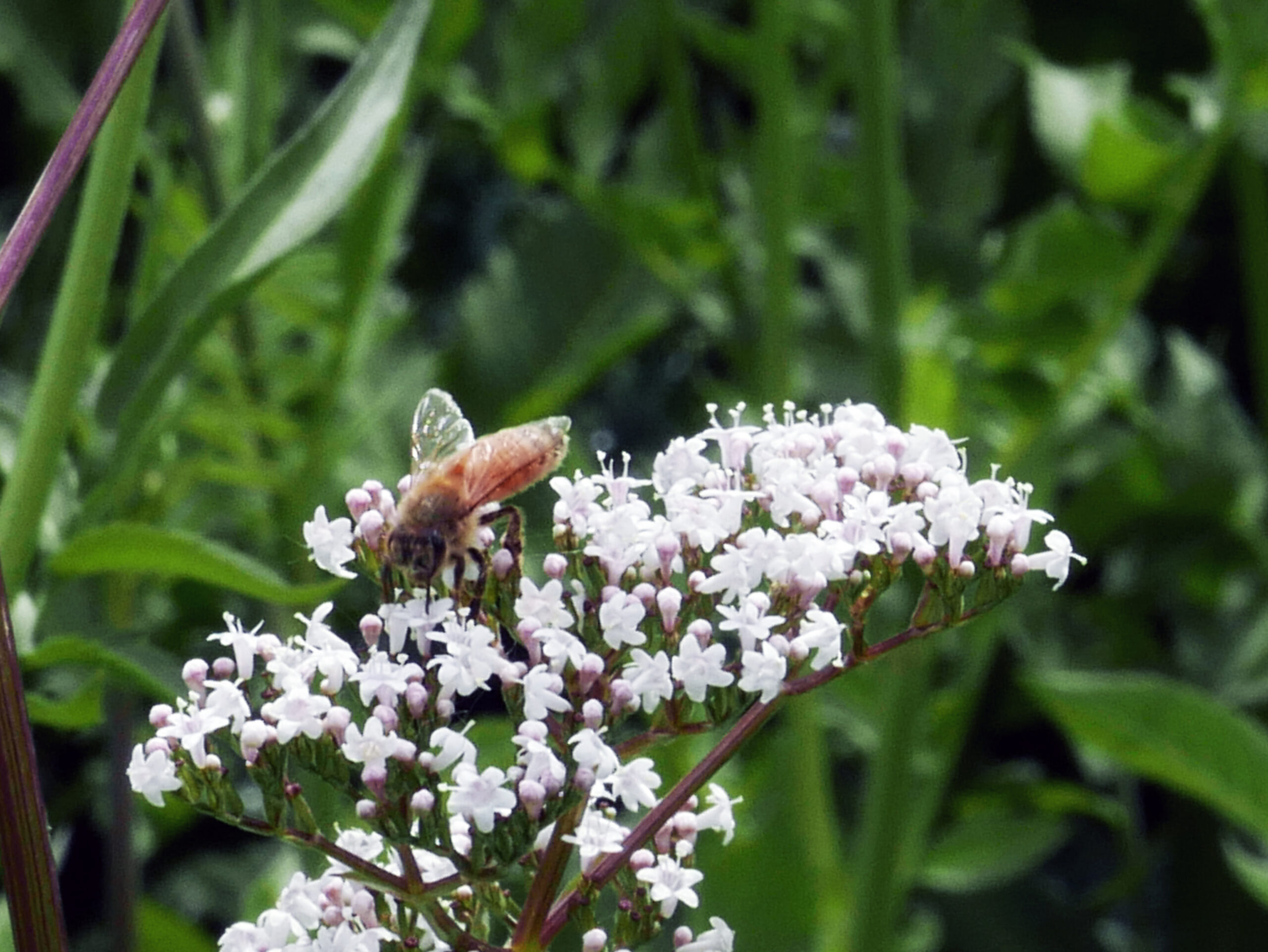 Bee on a flower