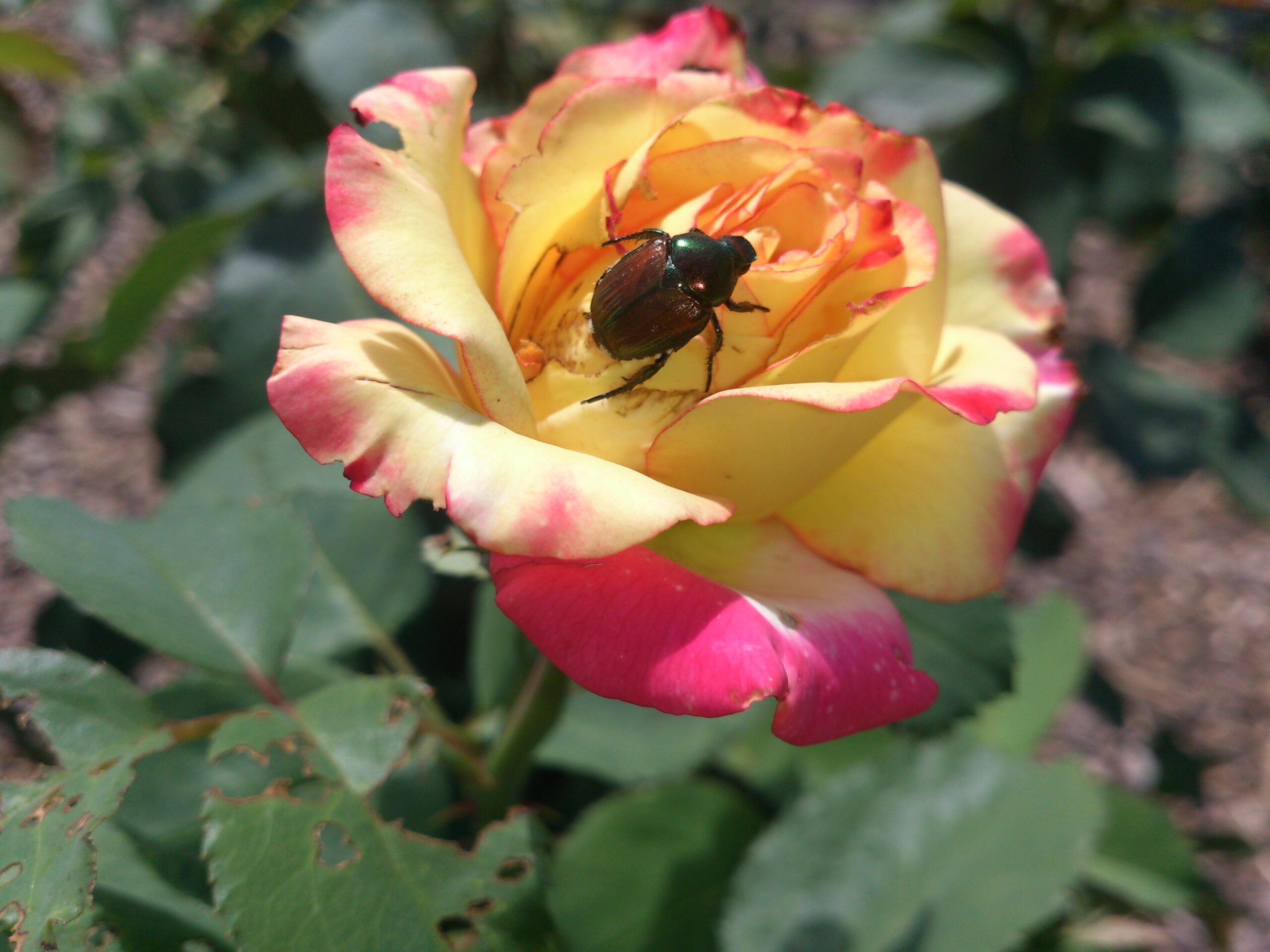 Japanese Beetle on a rose