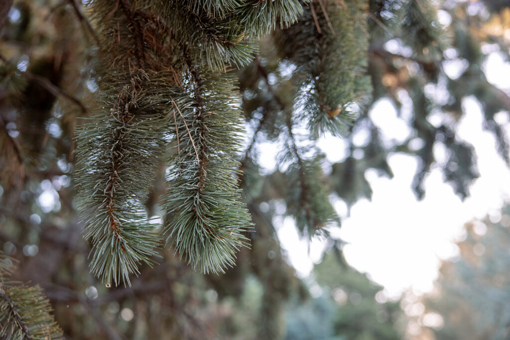 Evergreen tree branch