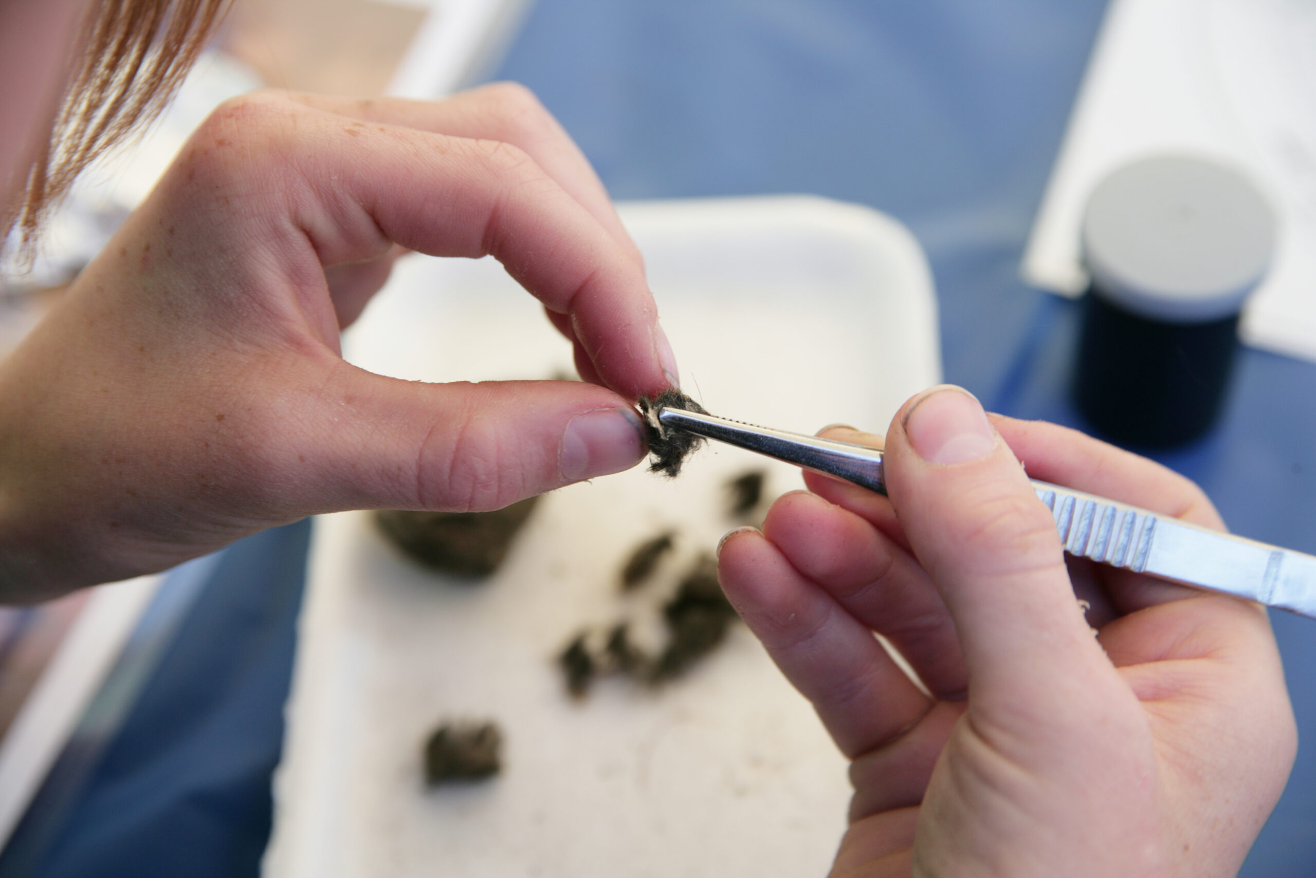 Child dissecting an owl pellet.
