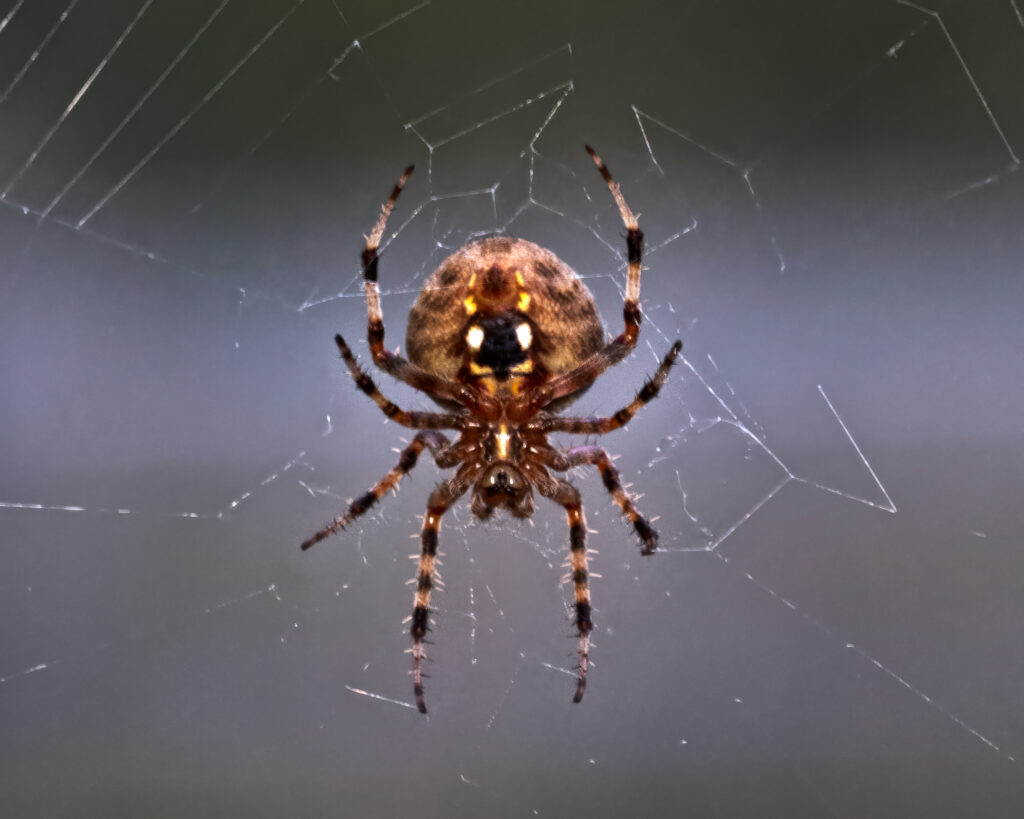 Macrophotography of a Spotted Orbweaver in her web, gravid, showing cute markings on the belly