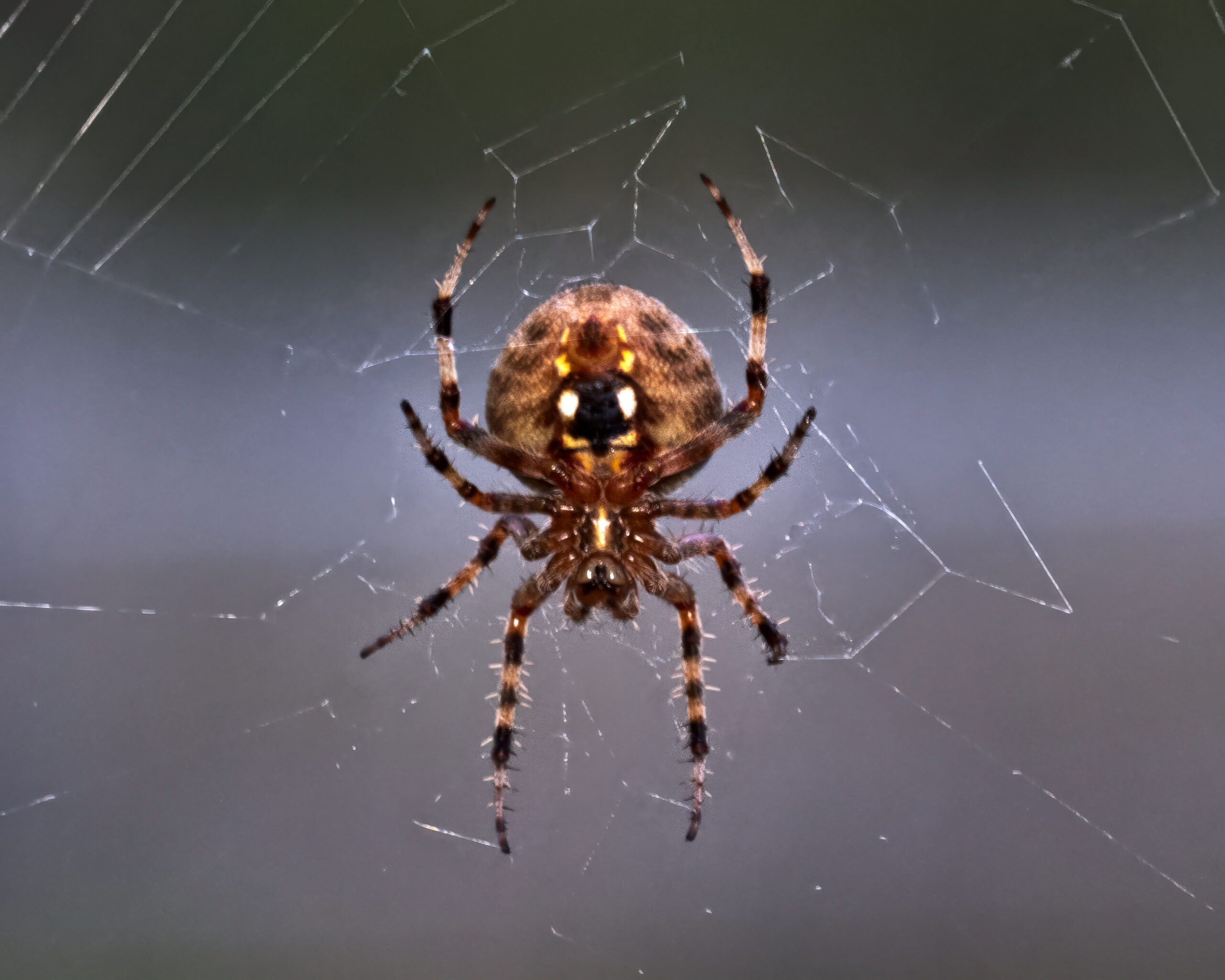 Macrophotography of a Spotted Orbweaver in her web, gravid, showing cute markings on the belly