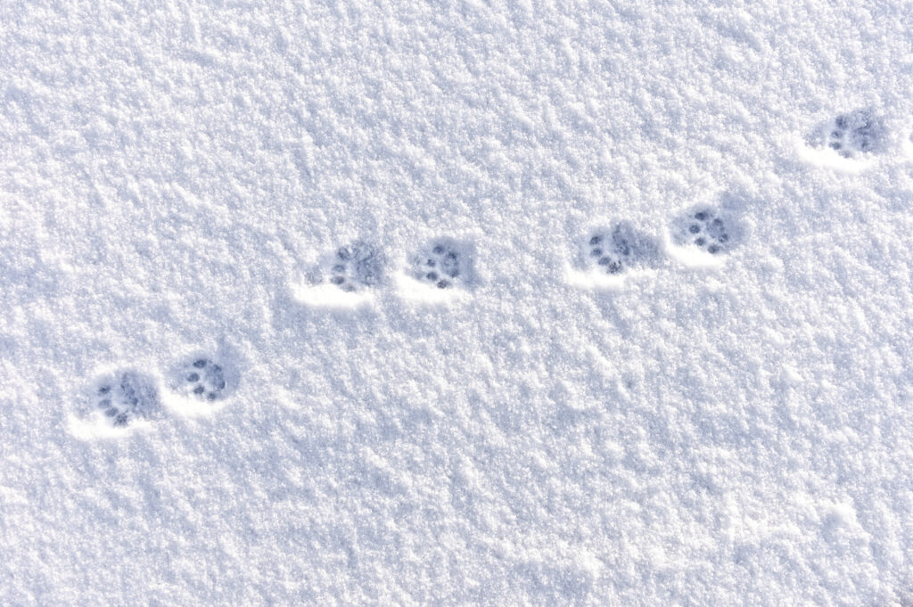 Domestic Cat Tracks in the Winter Snow