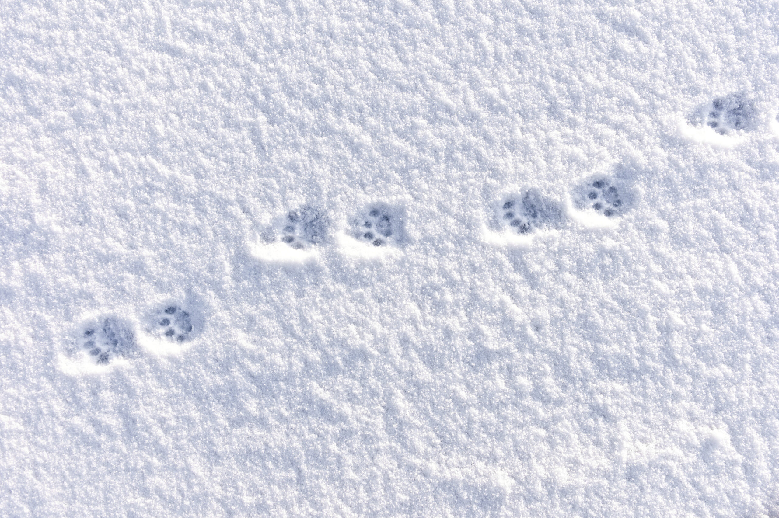 Domestic Cat Tracks in the Winter Snow