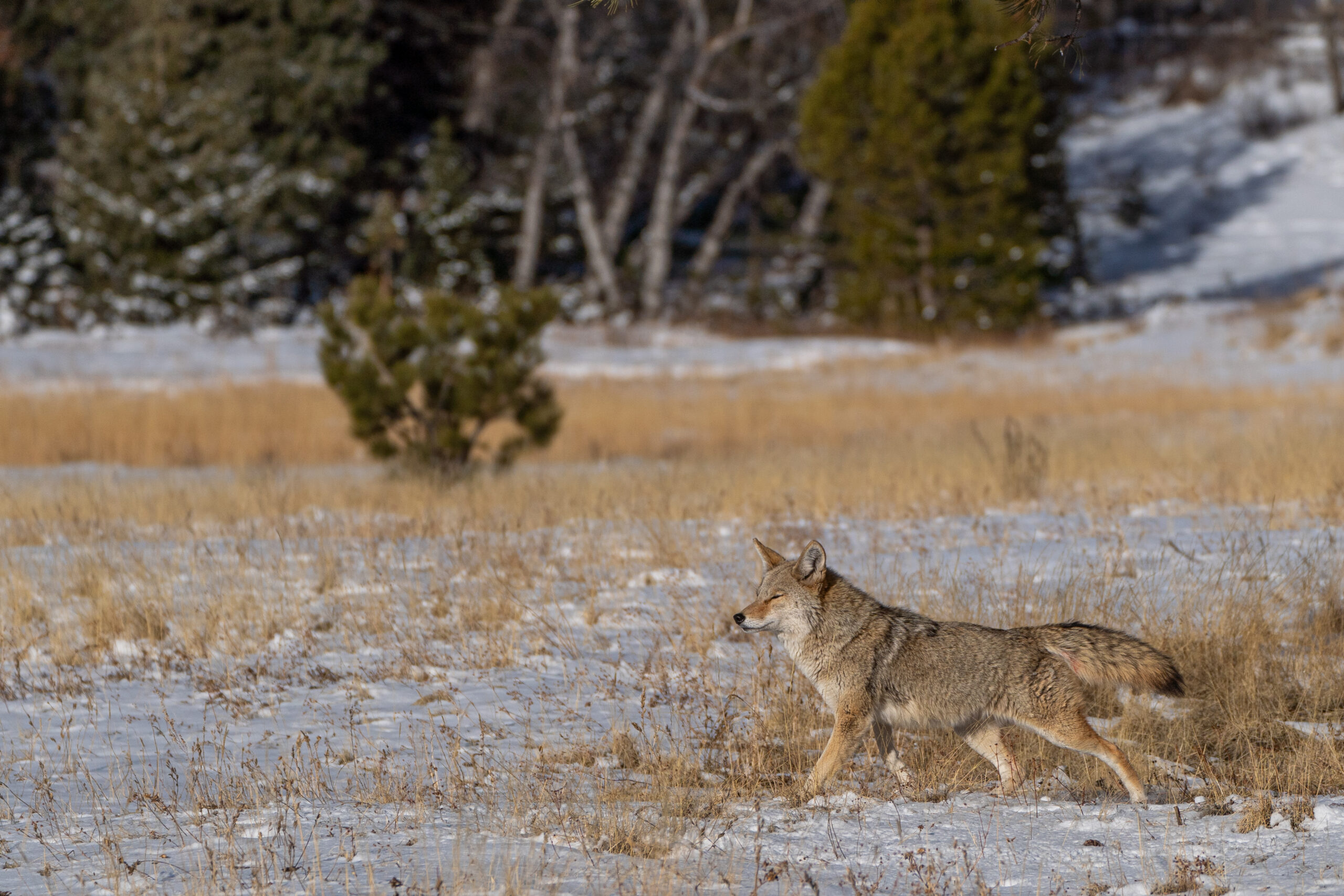 Wild coyotes hunting in the extreme winter terrain of Rocky Mountain National Park near Estes Park, Colorado USA.