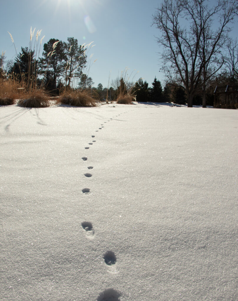 Animal tracks leading away in fresh snow at Hudson Gardens during wintertime